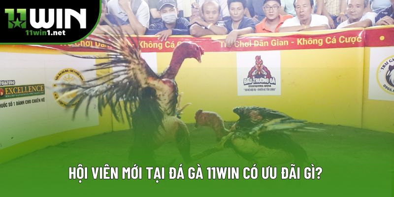 Hội viên mới tại đá gà 11win có ưu đãi gì? Hội viên mới tại đá gà 11win có ưu đãi gì?